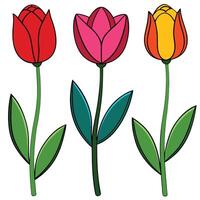 Three colorful tulip flowers illustration graphic design element vector