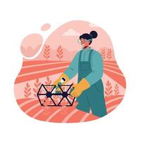 Female Farmer Using Agricultural Drone for Crop Monitoring in Field with Pink Background and Autumn Colors Illustration vector