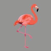 Flamingo standing on one leg with pink feathers and black beak illustration on grey background vector