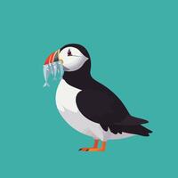 Puffin bird holding multiple fish in beak on turquoise background detailed illustration vector