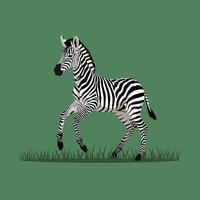 Zebra walking on grass field with green background illustration of wild African animal vector