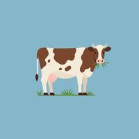 Brown and white cow grazing on grass simple flat illustration with blue background vector