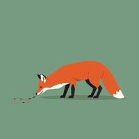 Red fox with white tail tip sniffing ground on green background minimalistic animal illustration vector