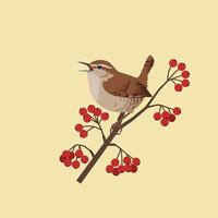 Brown wren bird perched singing on red berry branch in simple beige background illustration vector