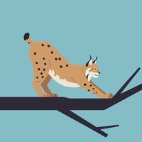 Eurasian lynx stretching on tree branch with teal background natural wildlife scene vector