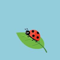 Ladybug on green leaf illustration with blue background and simple design vector