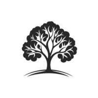 Modern Of Beech Illustration with Clean Style vector
