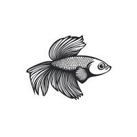 Realistic Of Betta Design Element on White Background vector