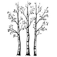 Elegant Of Birch Graphic Template on White Background vector