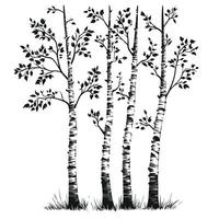 Hand-Drawn Of Birch Graphic Template for Branding vector