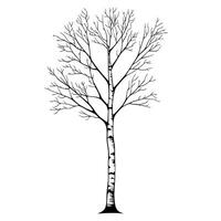 Elegant Of Birch Icon Set with Clean Style vector