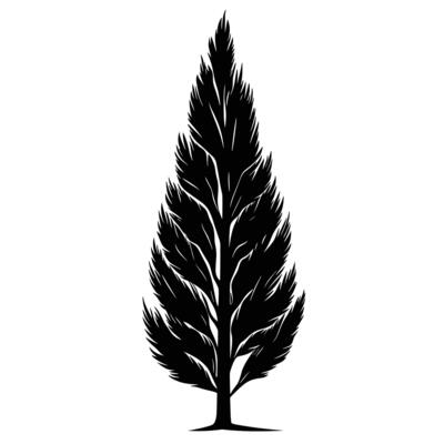 Creative Of Cypress Isolated Clipart on White Background