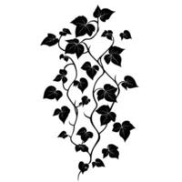 Soft Of Ivy Design Element on White Background vector