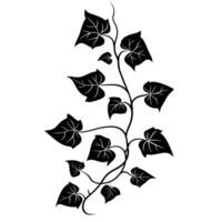 Realistic Of Ivy Design Element on White Background vector