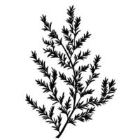 Hand-Drawn Of Juniper Design Element on White Background vector