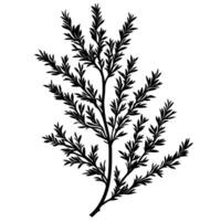 Flat Of Juniper Illustration with Clean Style vector