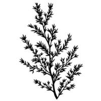Soft Of Juniper Icon Set in HD Quality vector