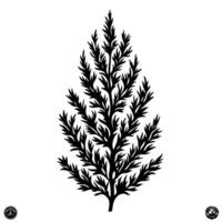 Modern Of Juniper Illustration with Subtle Texture vector