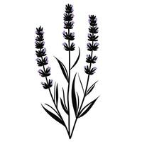 Soft Of Lavender Graphic Template with Clean Style vector