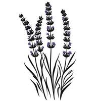 Soft Of Lavender Illustration on White Background vector