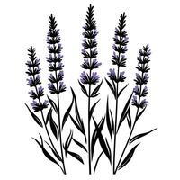 Elegant Of Lavender Isolated Clipart with Clean Style vector