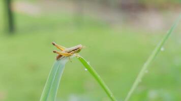 Close-up of a small grasshopper perched on the tip of a green grass blade covered with morning dew photo