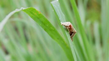 Macro Shot of a Brown Moth Resting on Dewy Grass Blade photo