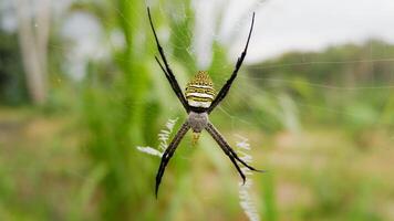 Yellow striped spider outside in green nature in her spider web. Argiope bruennichi also called zebra, tiger, silk ribbon, wasp spider in front of blurred green natural background photo