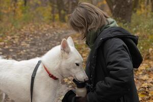 A woman in an autumn park gives water to a dog photo