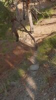 Walking with action camera on path in pine tree forest on Mediterranean coastline, first person view, video