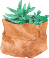 A watercolor illustration of lush green succulents growing in a rustic burlap sack png