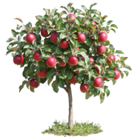 Tree Covered in Red Apples png