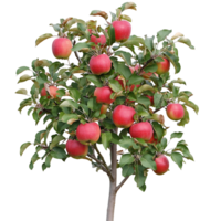 Tree Branches Full of Red Apples png
