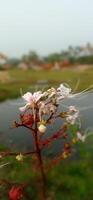 A blurry image of a flower in the field photo