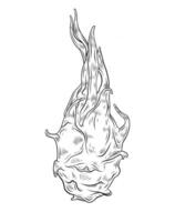 illustration of pitahaya. Dragon fruit, exotic fruit, tropical fruit. Hand drawn graphics, linear black and white drawing, isolated element. Design and typography, exotic food vector
