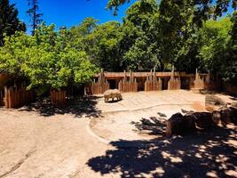 A dirt area with a tree and a fence photo