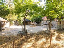 Two Bactrian camels resting in a shaded enclosure. The scene evokes themes of wildlife, conservation, and the beauty of natural environments. Perfect for educational or travelrelated content. photo