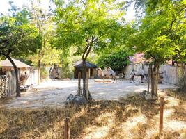 Two Bactrian camels rest in a sundrenched enclosure, framed by lush trees and rustic structures. Represents conservation, wildlife, or travel concepts beautifully. photo