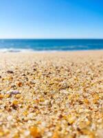 A beach with sand and shells on it photo