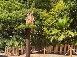 A large owl perched on a post in a zoo photo