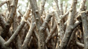 A cluster of branches intertwined in nature. photo