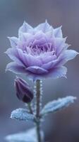 A delicate lavender rose with dew drops. photo