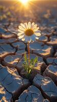A daisy blooms in cracked earth at sunset. generated photo