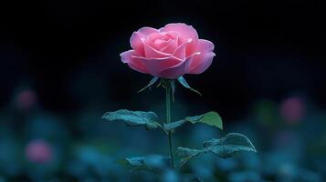 A delicate pink rose illuminated in a dark setting. photo