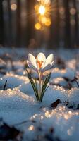 A crocus flower blooms in the snow at sunset. photo