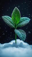 A green plant emerging from snowflakes. photo