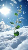 A green plant emerging from snowy ground under sunlight. photo