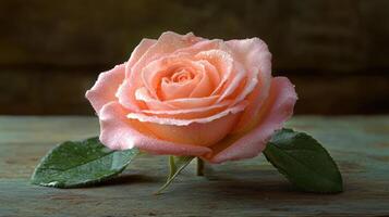 A delicate pink rose with water droplets. photo