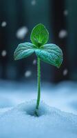 A green sprout emerging from snow. photo