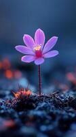 A delicate pink flower emerging from the soil. photo